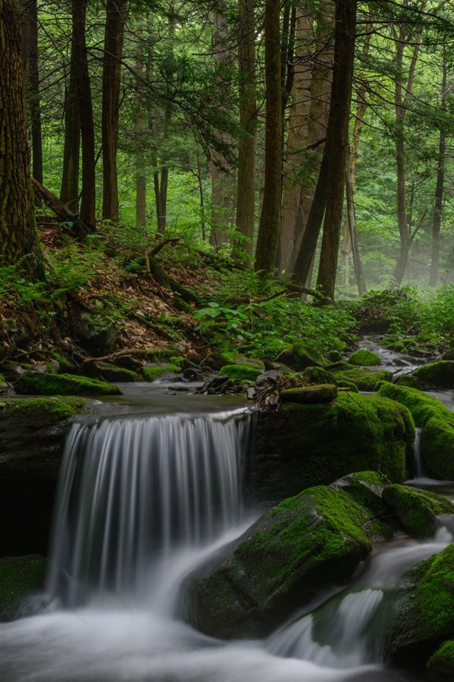 森林苹果手机版forest苹果手机版介绍