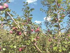 川版苹果香黑大婶苹果香歌曲原唱-第1张图片-太平洋在线下载