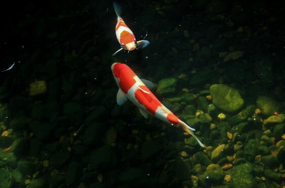 苹果版攒钱锦鲤攒钱锦鲤是真的吗-第2张图片-太平洋在线下载 苹果版攒钱锦鲤攒钱锦鲤是真的吗-第2张图片-太平洋在线下载
