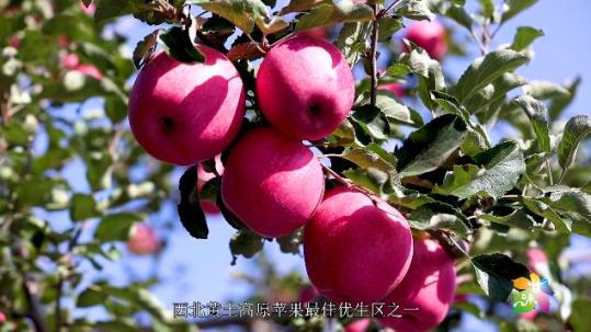 红果有苹果版吗红果免费怎么下载不了-第2张图片-太平洋在线下载