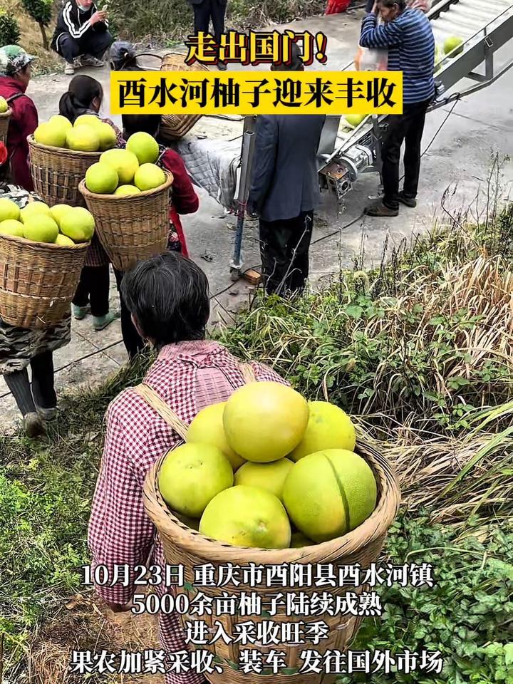 海外版苹果柚子91轻量版苹果下载ios下载网址