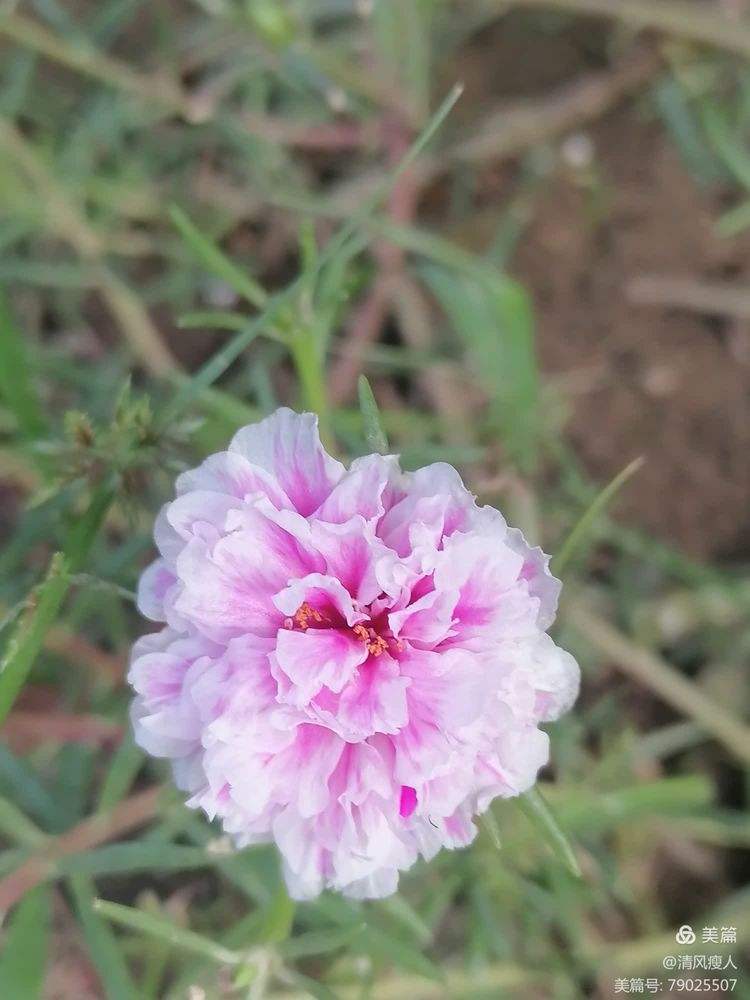 小花安卓版橙小花安卓下载-第2张图片-太平洋在线下载